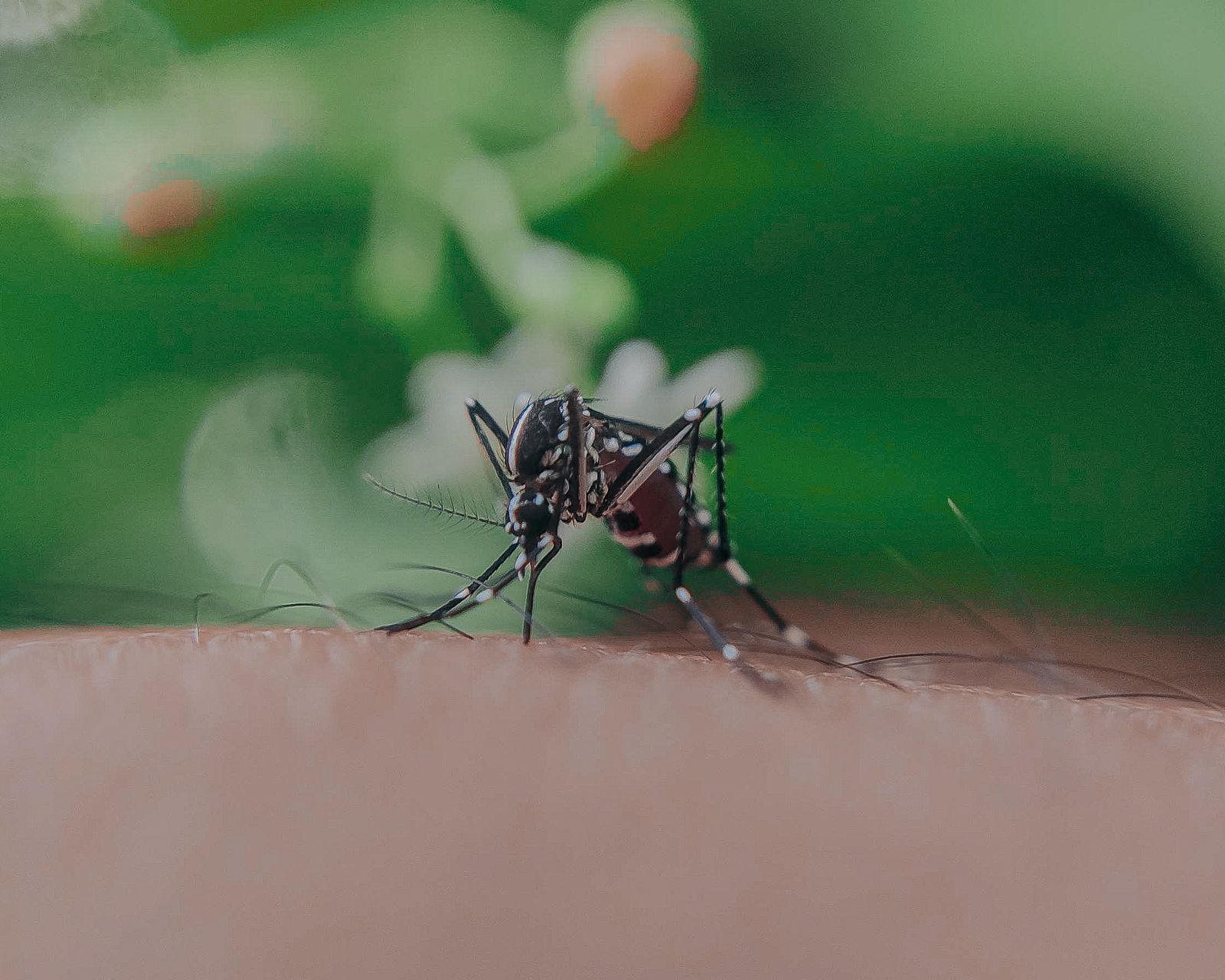 A mosquito feeding on exposed skin