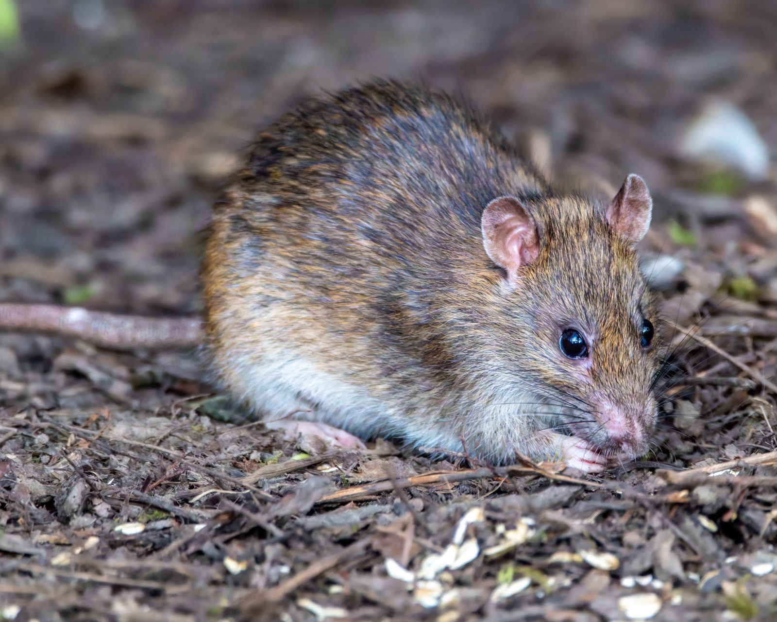 A brown rat foraging in leaf litter
