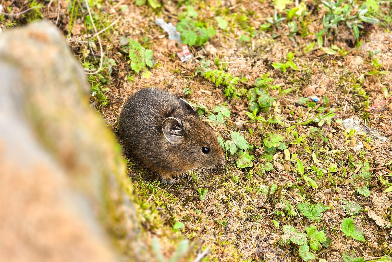 Rodent Control