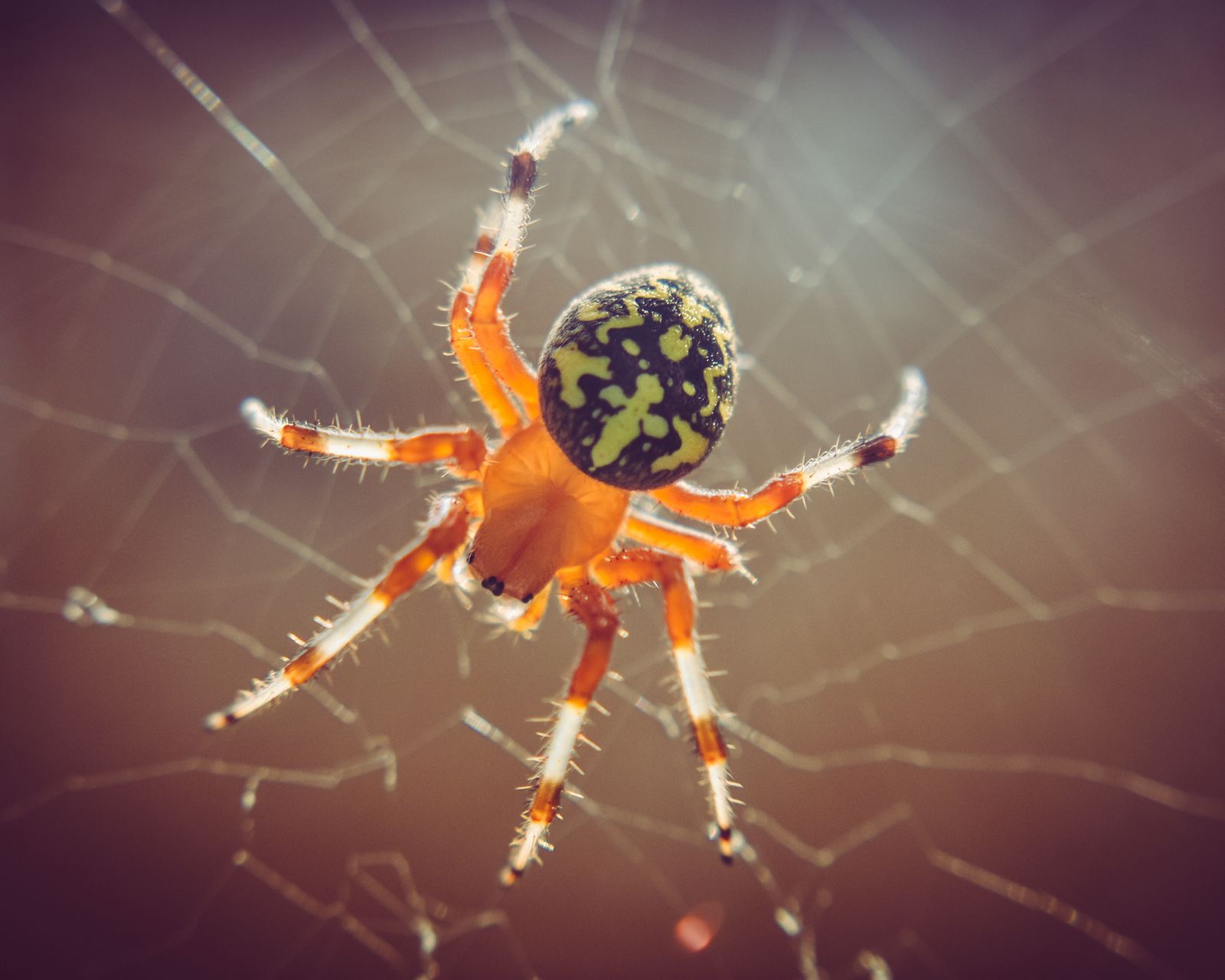 An orb-weaver spider waiting at the centre of its web