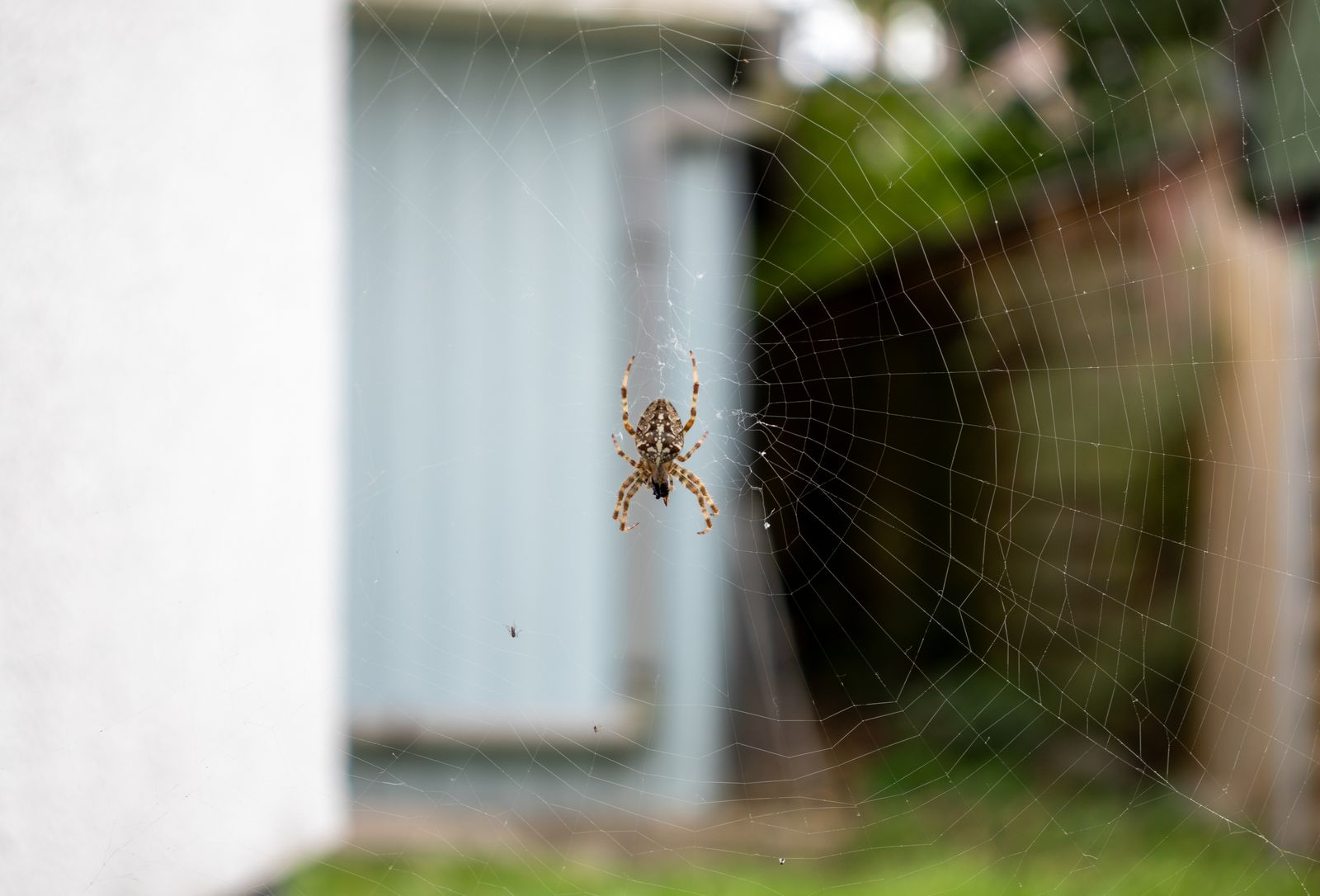 Spider Control