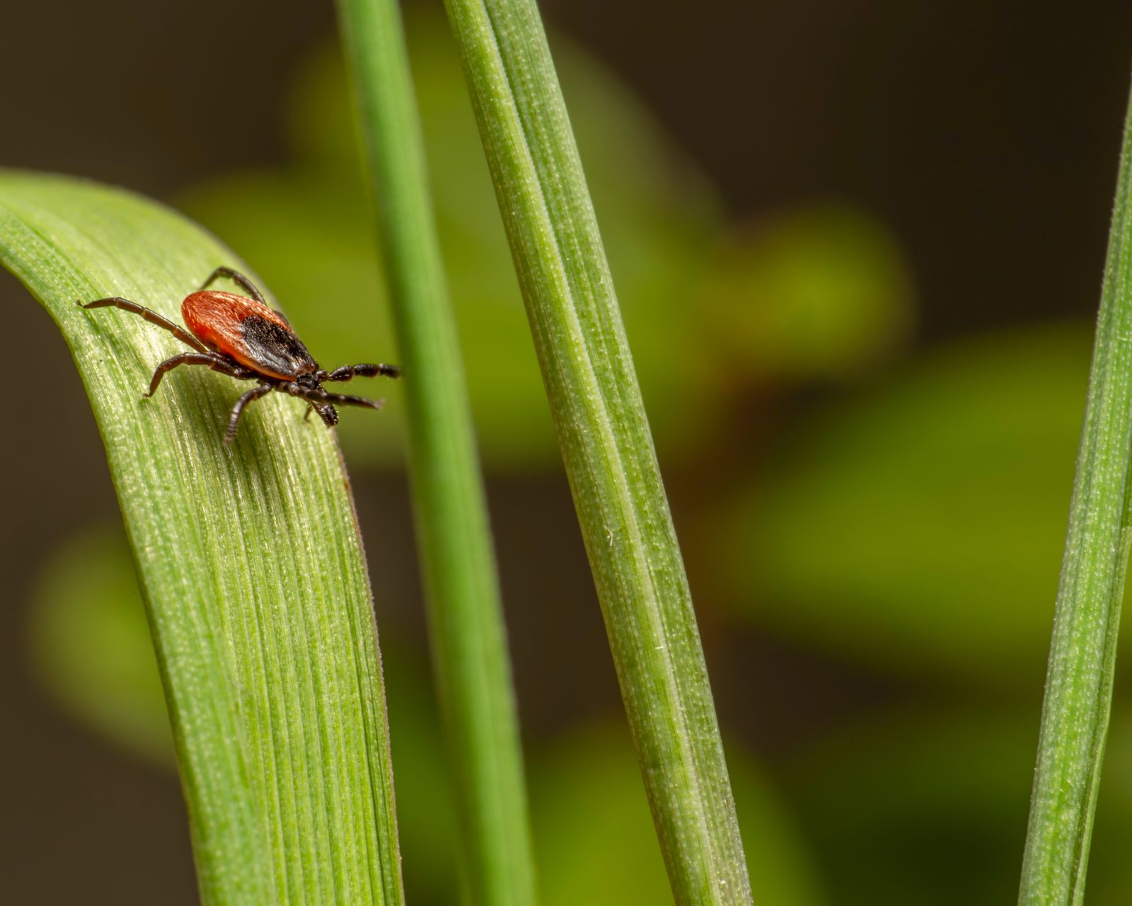 A blacklegged tick questing on a blade of grass